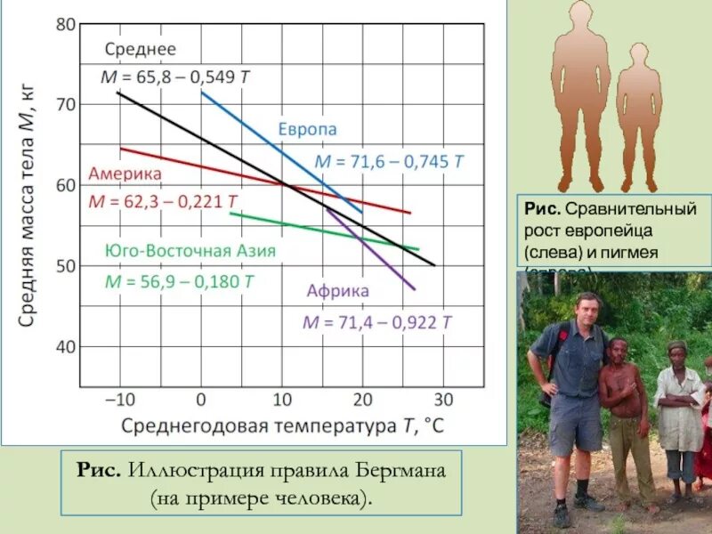 Рост пример людей. Правило Бергмана экология. Правило Бергмана примеры. График роста человека для сравнения. Сравнитель роста.