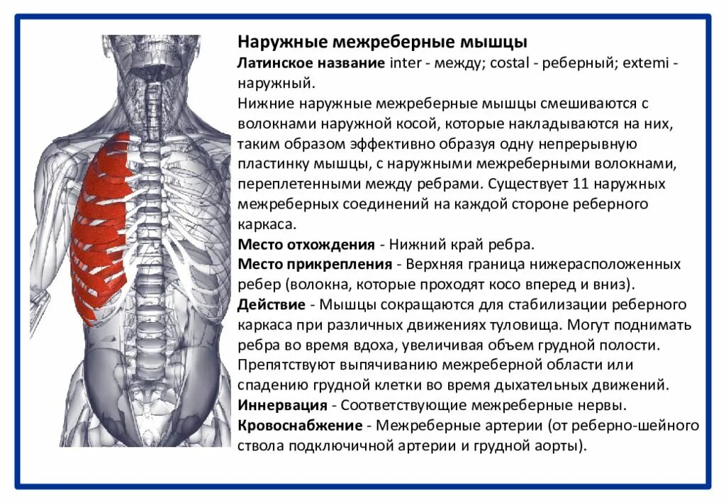 Межреберное дыхание упражнения. Наружнеемежреберные мышцы. Нарунаружные межреберные мышцы. Нужные межреберные мышцы. Наружные и внутренние межреберные мышцы анатомия.