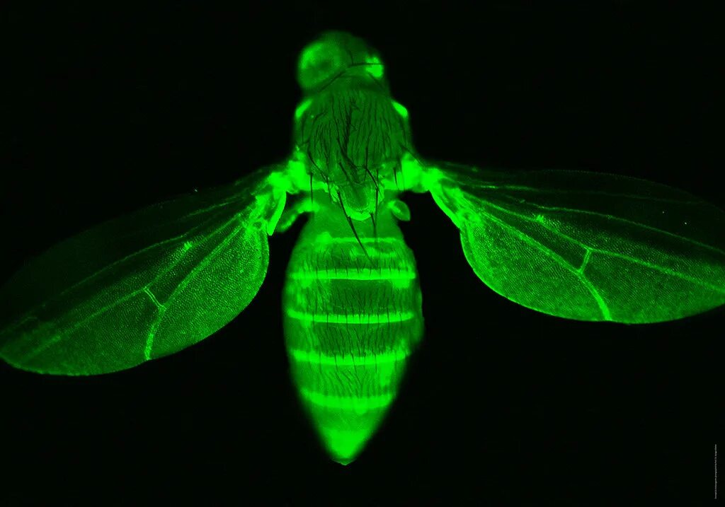 Сообщение о светлячке. Пещерный жук светляк. Доклад про светлячков. Биолюминесценция светлячков реакция. Светлячок описание.