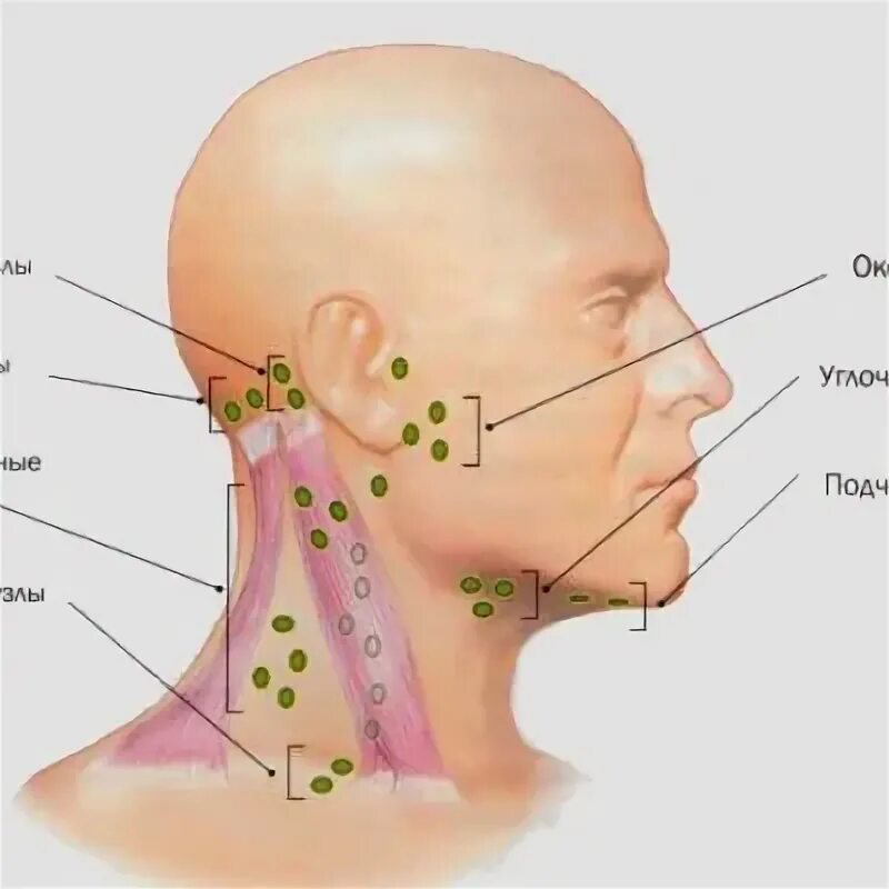 Есть ли лимфоузлы. Подбородочный лимфоузел воспаление. Заушные лимфоузлы расположение. Подбородочные лимфоузлы расположение. Преаурикулярные лимфоузлы.
