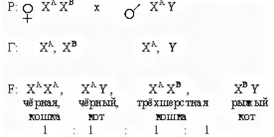 Известно что трехшерстные кошки всегда самки. У кошек гены рыжего и чёрного цвета. Гипертрихоз задачи по генетике. У кошек ген цвета шерсти локализован в x хромосоме. У кошек и котов ген чёрной окраски шерсти а и рыжей окраски.