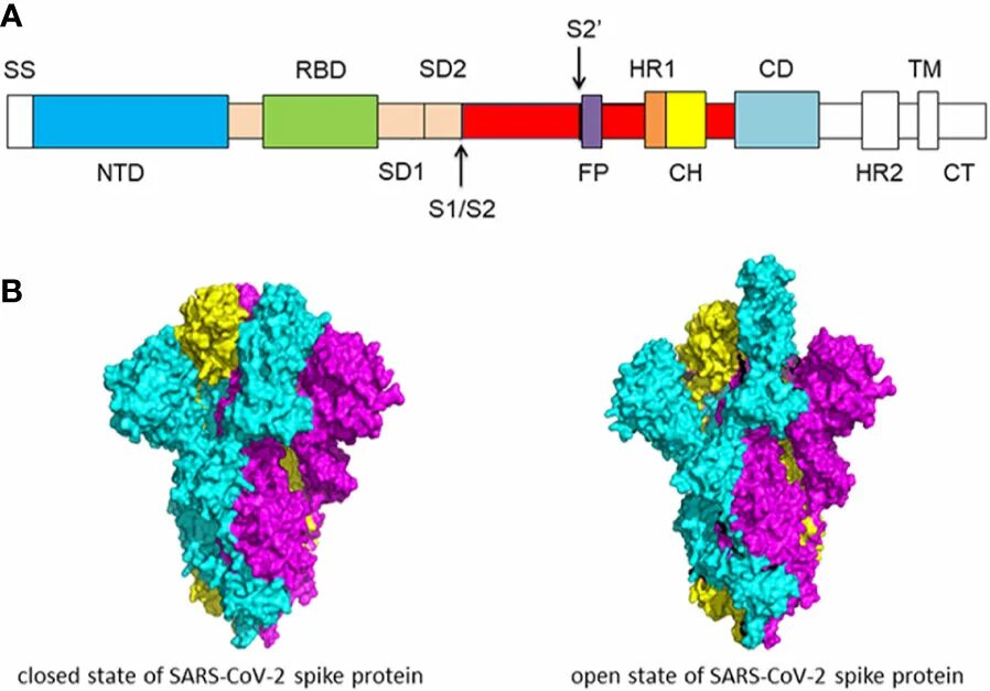 S-белок SARS-cov-2. Spike Protein SARS cov 2. Structure of Spike Protein SARS cov 2. SARS cov-2 RBD. Sars cov 2 ответы на тест