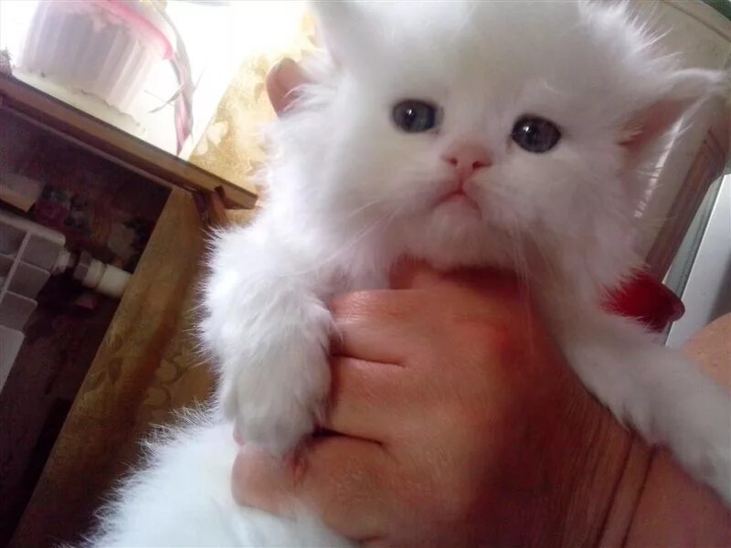 белые котята в добрые руки москва. абиссинские котята ростов. абиссинская кошка росто. котята на авито в ростове. котята в ростове на дону.