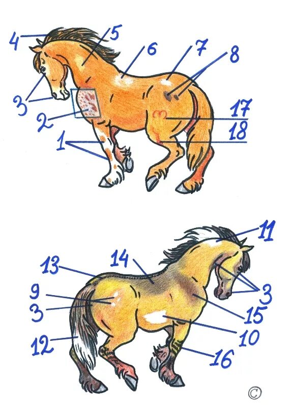 Отметины на лошадях корпус. Лошадь с отметинами и приметами. Управление лошадью. Задачки про лошадей.
