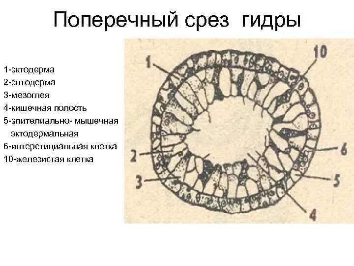 Поперечный и продольный срез. Поперечный срез пресноводной гидры. Поперечный и продольный срез гидры. Строение гидры поперечный разрез. Строение среза гидры.