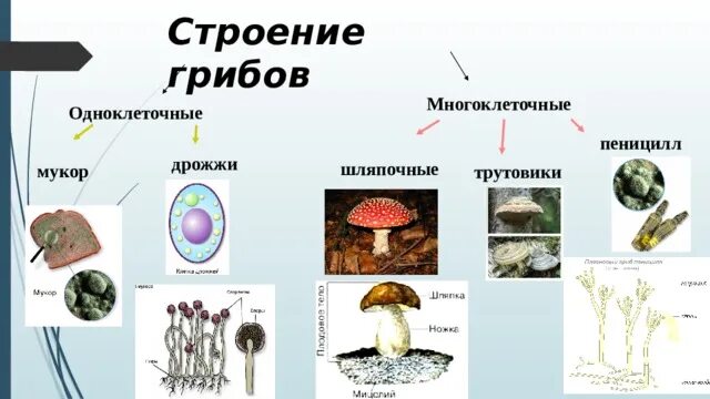 Одноклеточные грибы пеницилл. Пеницилл многоклеточный гриб. Шляпочные грибы гриб пеницилл. Строение многоклеточного гриба. Мукор трутовик