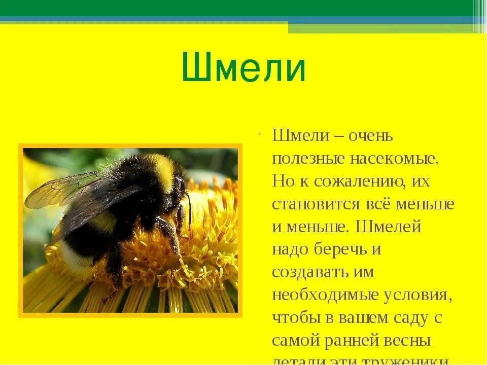 Рассказ о Шмеле. Шмель доклад для 2 класса. Информация о шмелях. Важные сведения о пчелах.