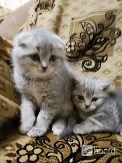 Котята в волочке
