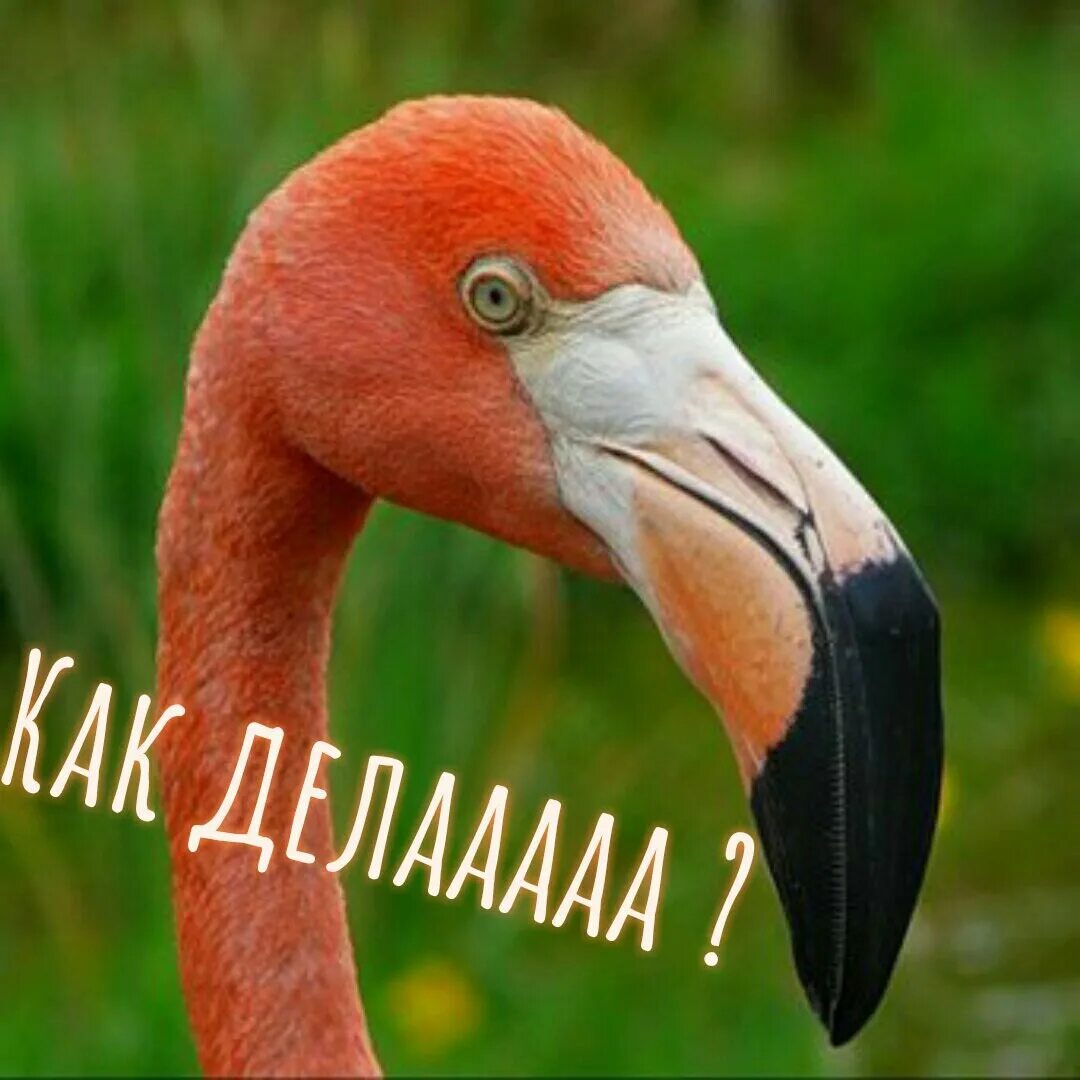 Фламинго запись. Клюв фламинго. большой клюв горбатый. клюв закругленный. какой клюв у фламинго.