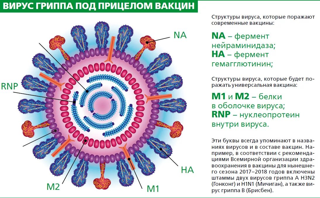 Вирус гриппа одноклеточный. Вирус гриппа h1n1 строение. Структура вируса свиного гриппа. Структура вируса гриппа микробиология. Схема строения вируса гриппа.