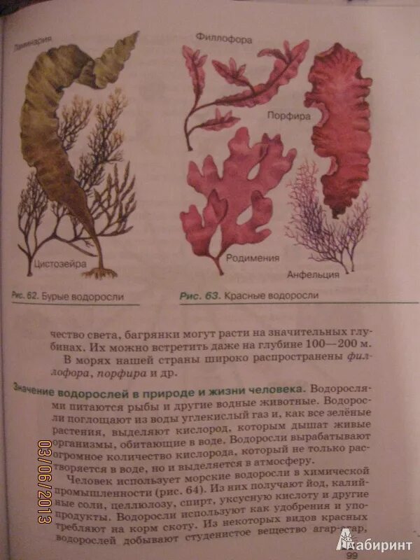 Бурые водоросли биология 6 класс Пасечник. Бурые и красные водоросли таблица. Среда обитания красных водорослей. Что такое порфира в биология 5 класс.