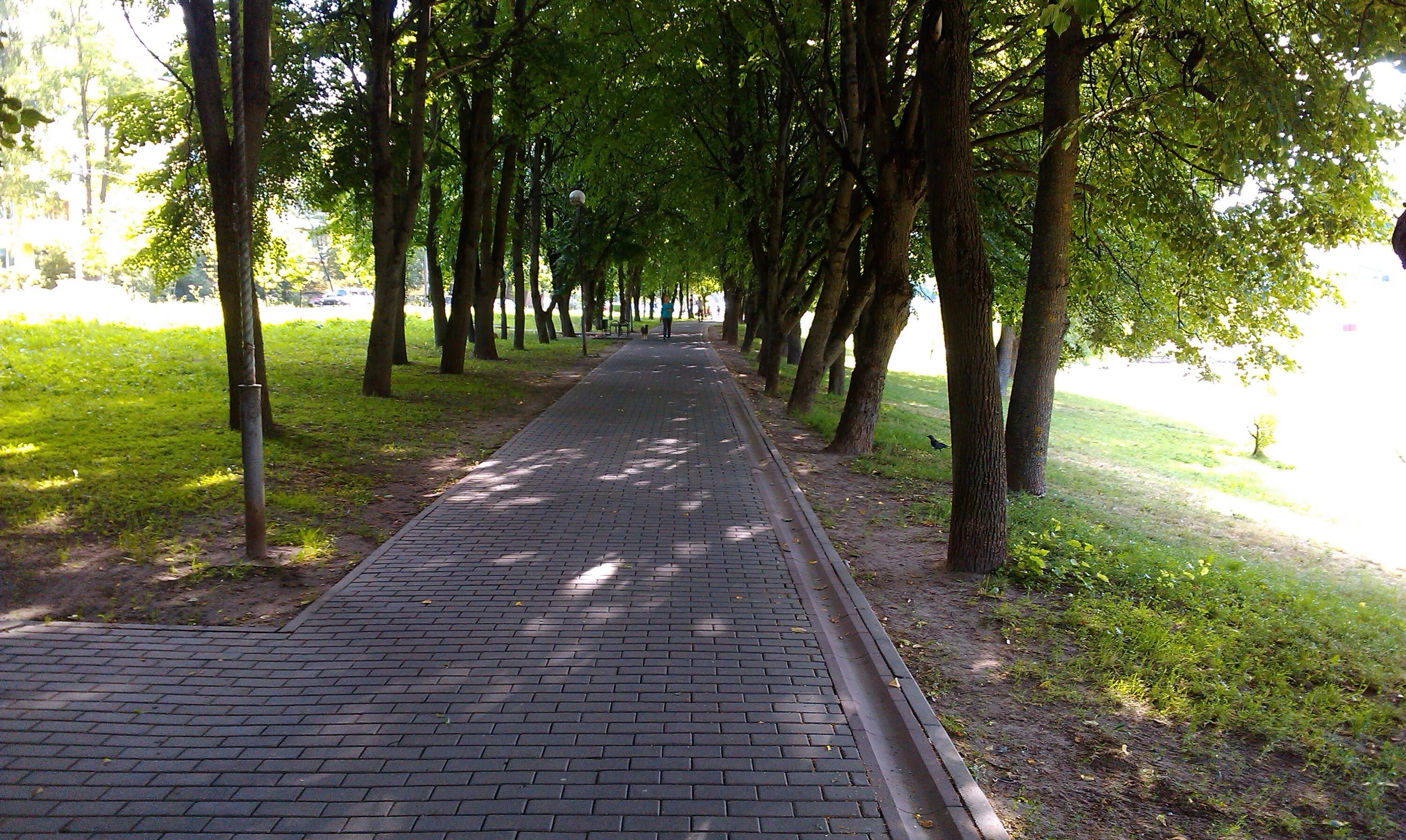 Липовая аллея липецк. Липовая аллея липецк нижний парк. Ул липовая аллея. Липовая аллея (ростов-на-дону). Парк липовая аллея электроугли.