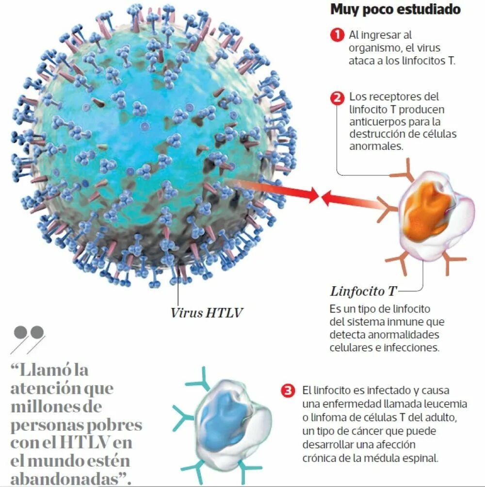 HTLV 1 вирус. Т-лимфотропный вирус человека. Вирусы т-клеточного лейкоза человека. Вирусы HTLV 1 И 2. Вирус human