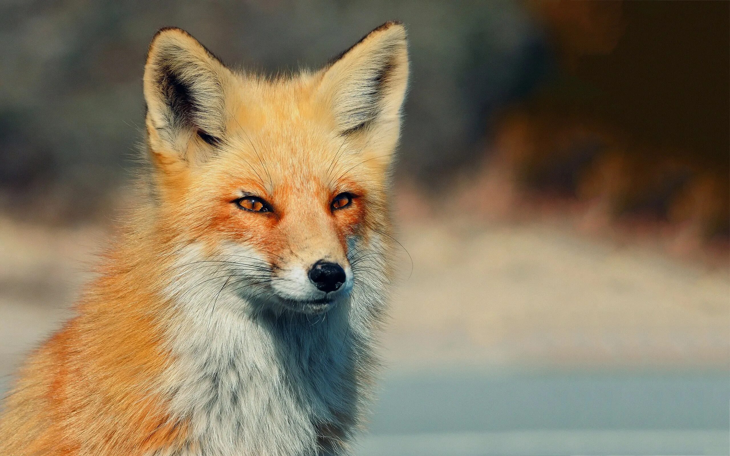 Лиса. Морда лисы. Хитрая лиса. Красивая лисица. Fox 14