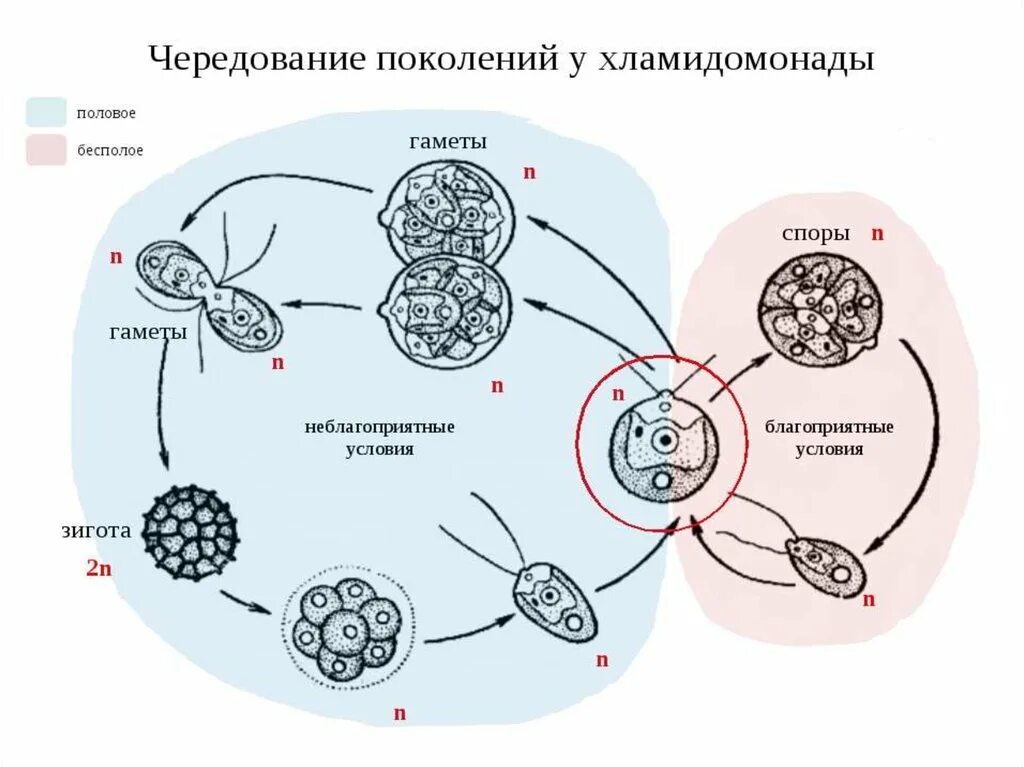 Размножение клетки жизненный цикл. Жизненный цикл хламидомонады ЕГЭ. Развитие хламидомонады схема. Цикл развития хламидомонады схема. Жизненный цикл чередование поколений у водорослей.