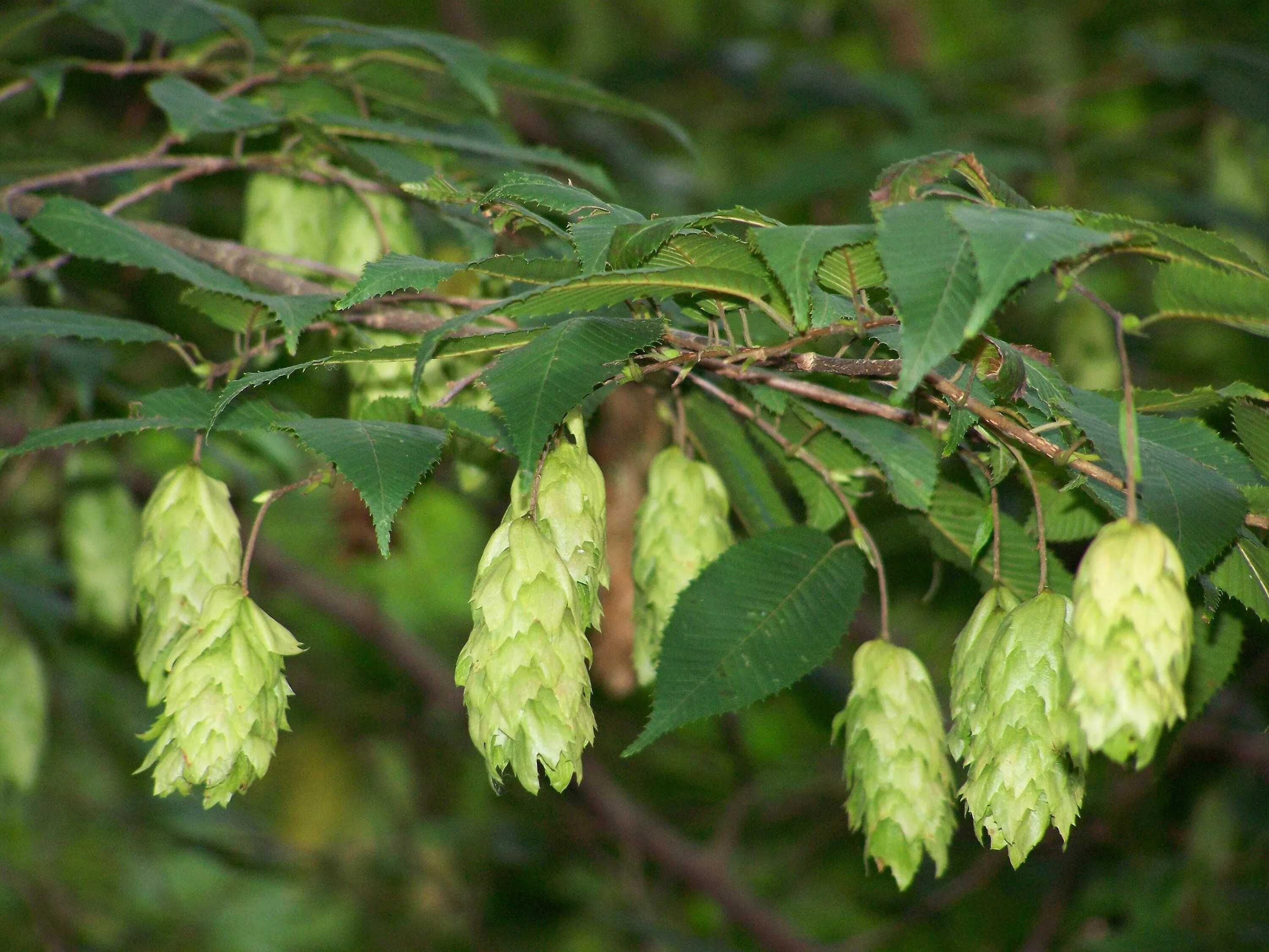 Деревья с сережками названия и фото. Граб дерево. Граб обыкновенный Carpinus betulus. Граб обыкновенный листья. Граба восточного (Carpinus orientalis.