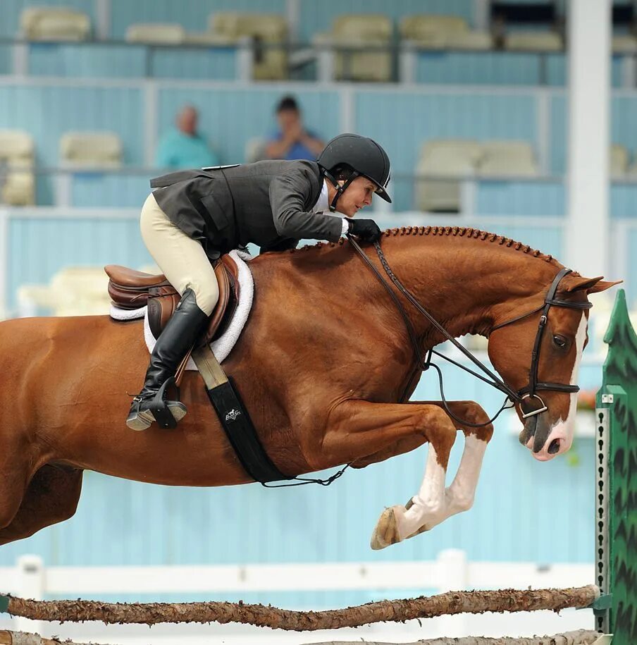 Хантер конкур. Хантер конкур Вальтрапы. Лошади Донской породы конкур. Show jumping