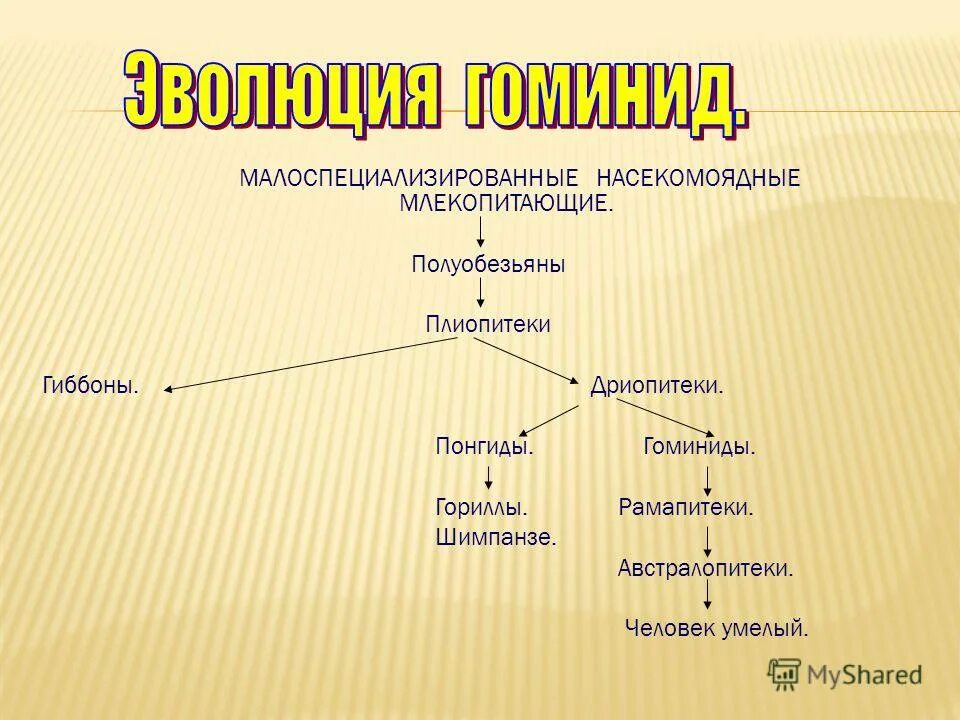 О принадлежности человека к семейству гоминид