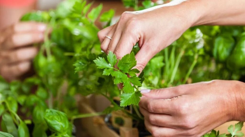 Петрушка укроп кинза на огороде. Кориандр петрушка сельдерей. Прореживание петрушки. Петрушку убирают. Петрушку убирают.