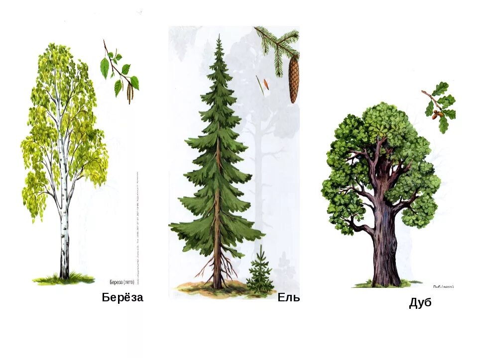 Ель хвойное дуб. Сосны, березы, ель, лещина.. • Береза, дуб, Тополь, клен, сосна, ель.. Берёза, Тополь, черемуха, ель, сосна. Ель сосна береза ольха.