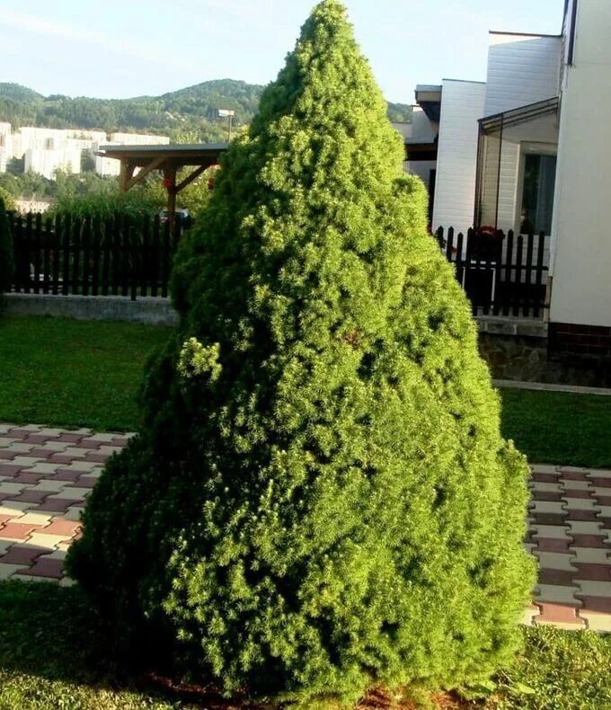 Topiaries - Hickory Hollow Nursery and Garden Center