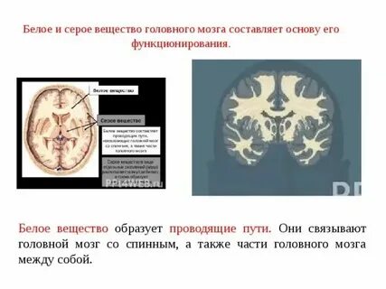 Клетки серого вещества