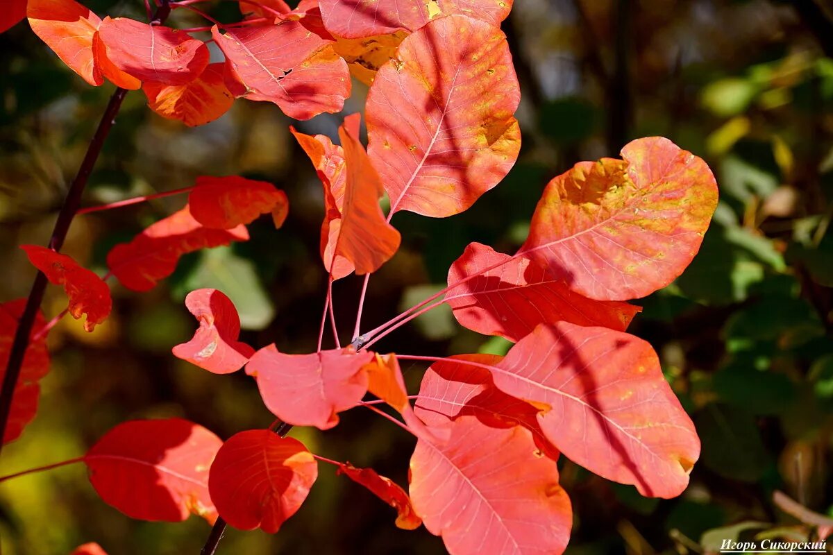 Какие листья краснеют. Красный японский клен эстетика. Дерево с красноватыми листьями. Листья каких деревьев осенью краснеют. Дикий виноград с красными листьями.