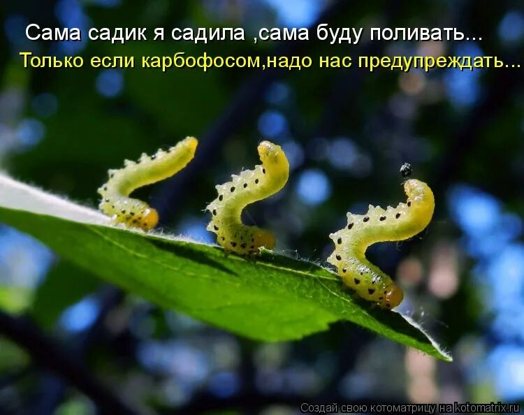 Картинки сама садик я садила сама буду поливать. Во саду ли в огороде презентация. Один червячок два червячка. Огород для детей. Сама садик я садила картинки.