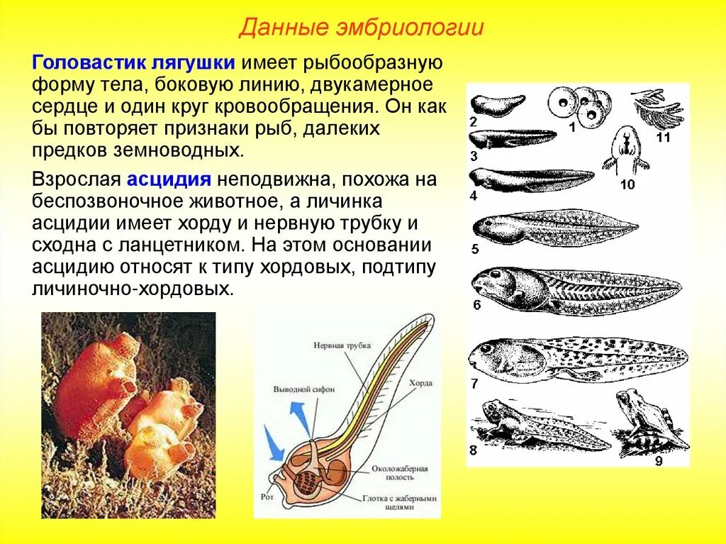 Внутреннее различие головастика и лягушки. Боковая линия у лягушки. Боковая линия у лягушки и головастика. Личинки земноводных. Данные эмбриологии.