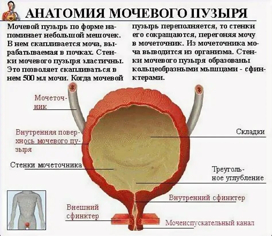 Продукты для мочевого пузыря. Народные средства травы. Травяной сбор при цистите. Продукты для мочевого пузыря. Фитотерапия при цистите.