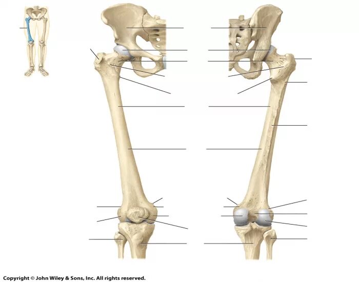 Кость где бедро. Анатомия бедренной кости человека. Трохантер Майер. Анатомия бедренной кости рентген. Вертел бедренной кости анатомия.