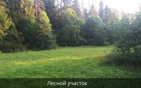 Шаховская лесная