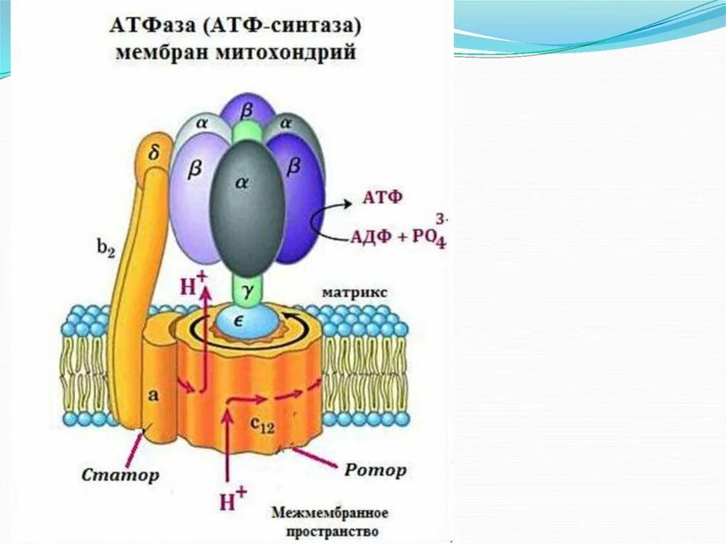 Протон зависимая АТФ синтаза. Строение АТФ синтазы биохимия. Механизм АТФ синтазы. Ротор АТФ синтазы.