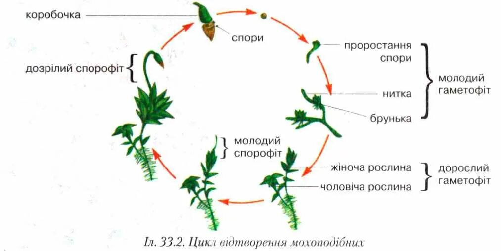 Размножение мхов схема. Жизненный цикл мха Кукушкин лен. Жизненный цикл мха сфагнума. Размножение сфагнума схема.