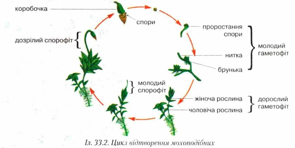 Цикл размножения мха кукушкин лен. Размножение мхов схема. Жизненный цикл мха Кукушкин лен. Жизненный цикл мха сфагнума. Размножение сфагнума схема.