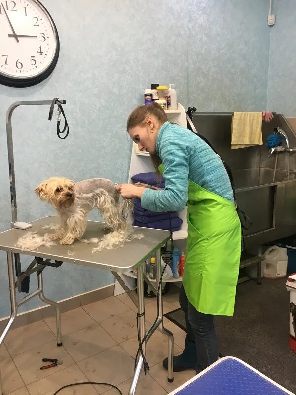 Школа романа фомина груминг. Уроки грумера. Обучение на стрижку животных. Учеба на грумера. Обучения грумер курсы.