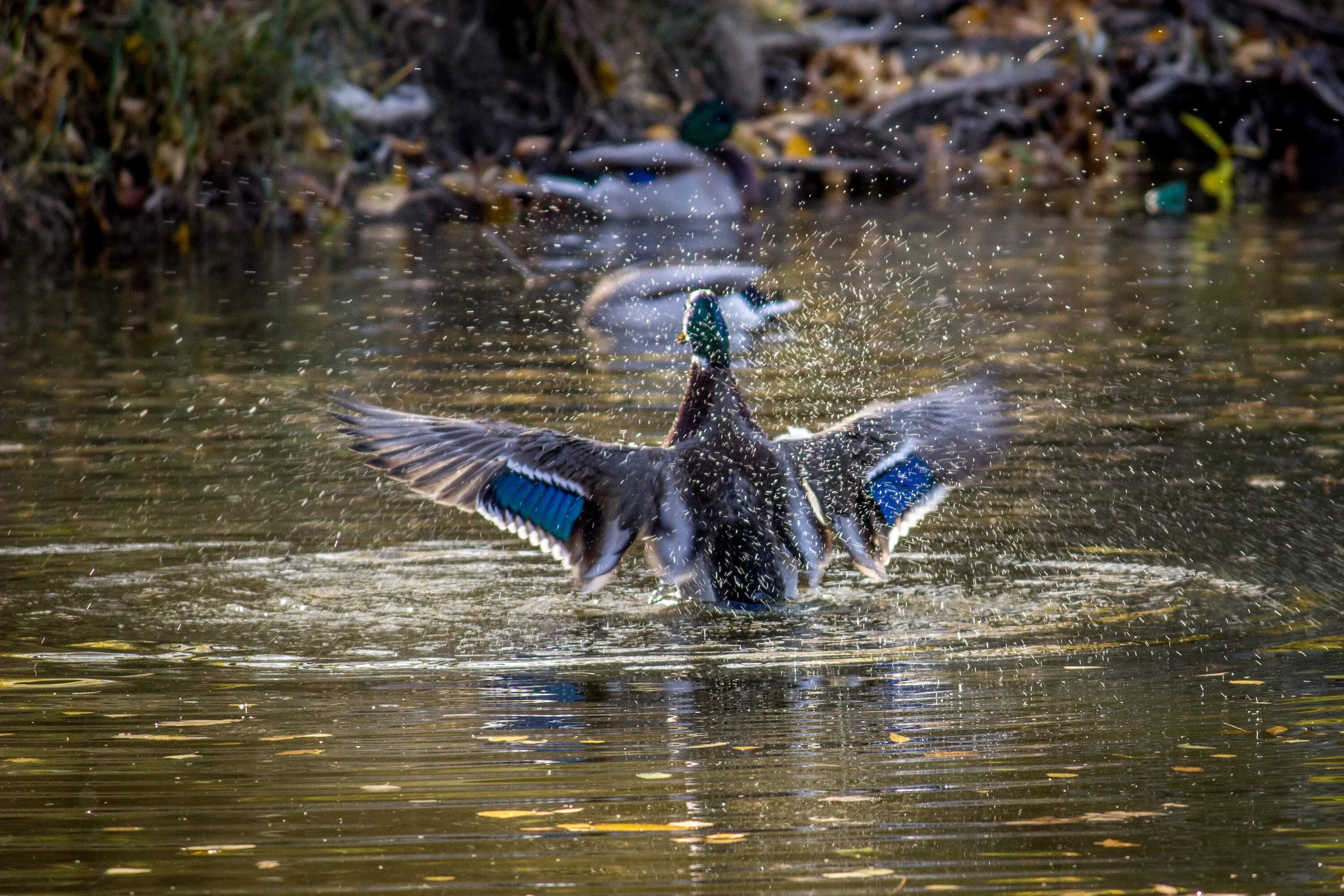 Птицы на реке. Редкие птицы озер. Утки на воде. Польша природа фауна. Природа река птицы