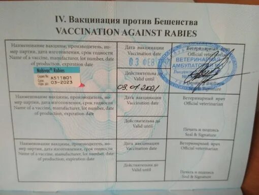 Сколько прививок от бешенства человеку. Сертификат прививок собаке от бешенства. Справка о вакцинации от бешенства. Сертификат о вакцинации против бешенства.