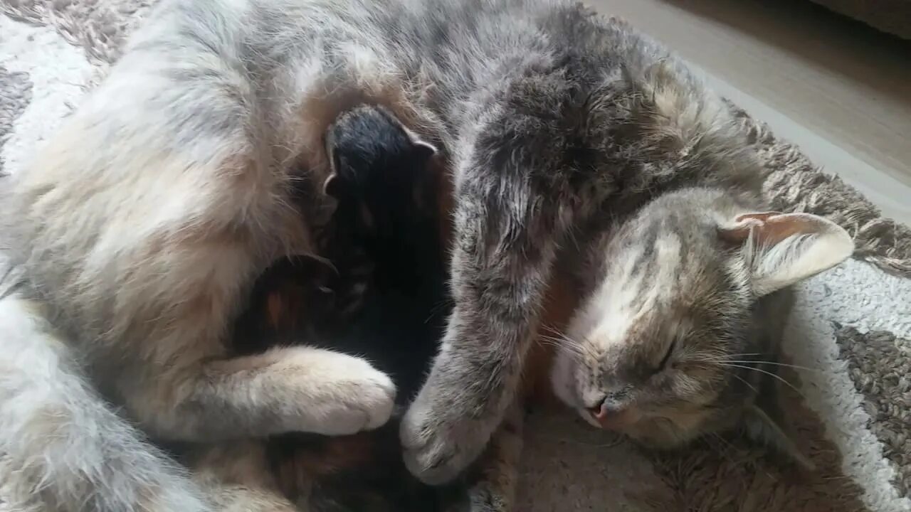 Сон беременной котенок. Сон беременной котенок