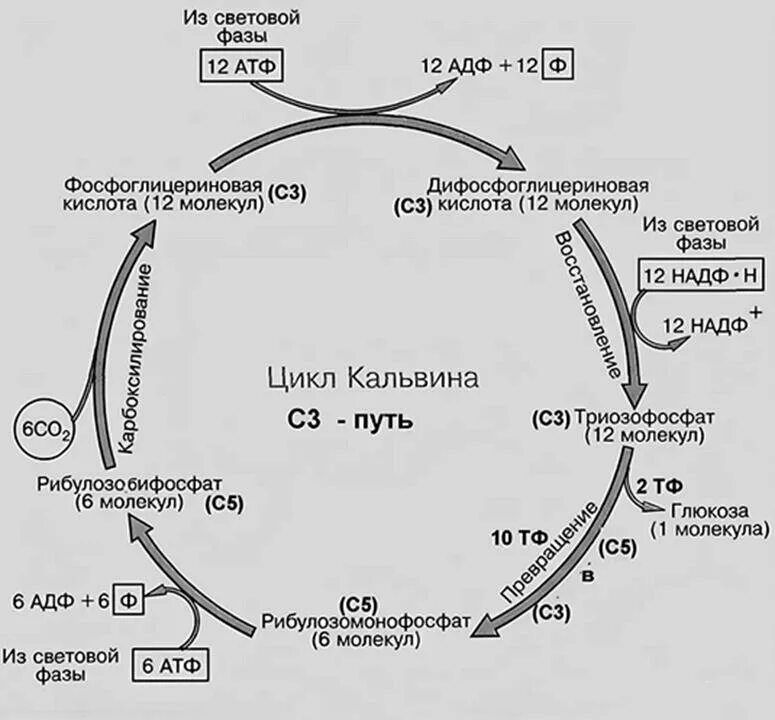 Протекают реакции цикла кальвина. Темновая фаза фотосинтеза цикл Кальвина. Цикл Кальвина и цикл Кребса. Цикл Кальвина с3 путь. С3 путь фотосинтеза цикл Кальвина.