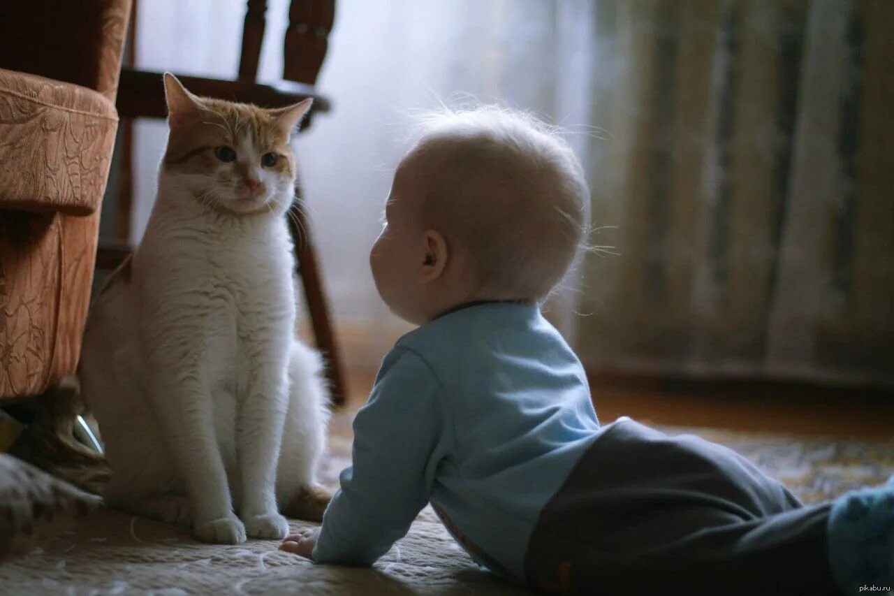Породы кошек которые любят детей. Кошка для детей. коты и дети. кот и младенец. малыши и коты.