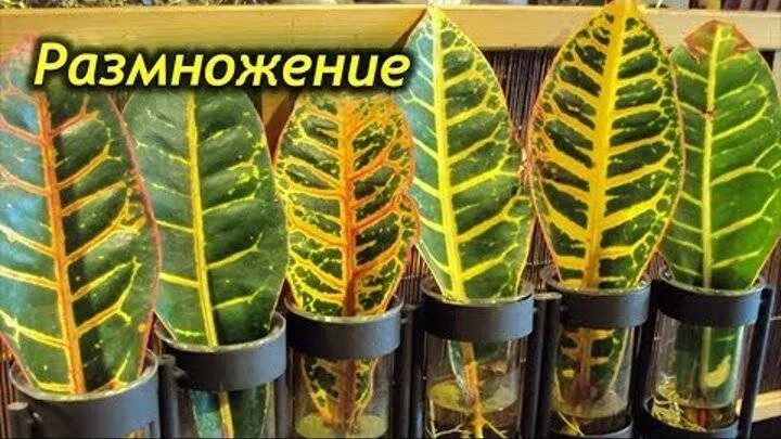 Кротон как размножается. Кротон кодиеум петра размножение. каладиум кротон. кодиеум экселент размножение. кодиеум кротон размножение листом.