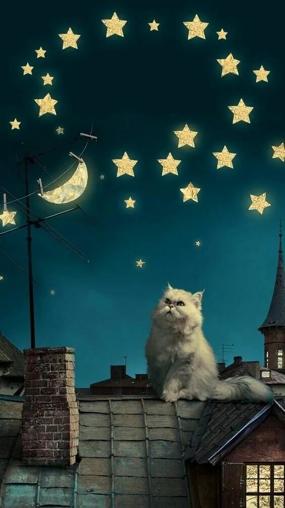 Коты на ночь картинки