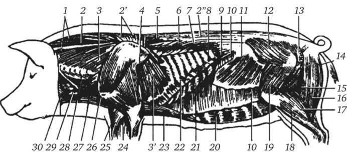 Мышцы туловища свиней анатомия. Скелетная мускулатура поросенка. Висцеральная мускулатура анатомия свинья.