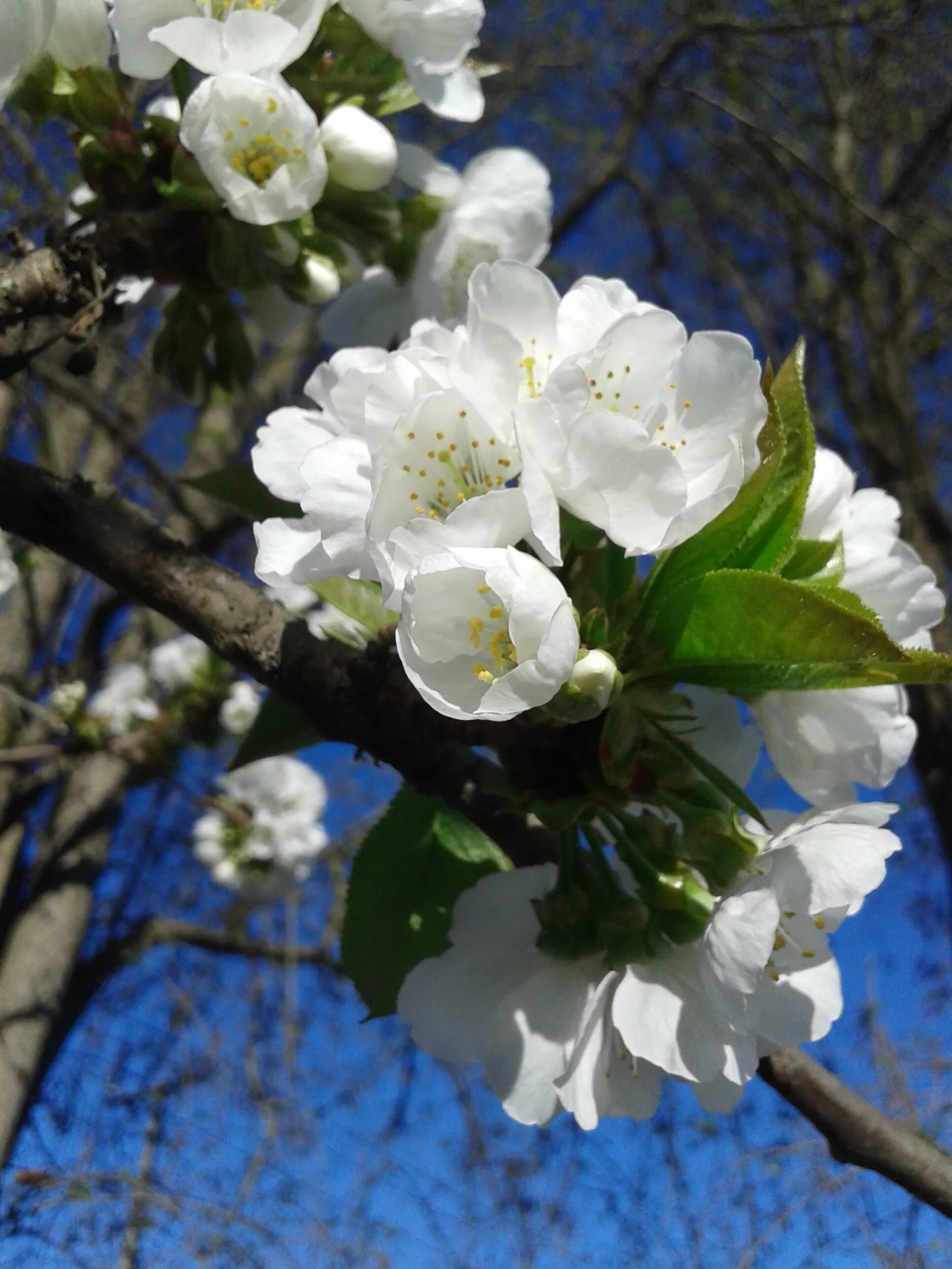 Дерево весной название цветет. Прунус Вайт. Прунус белый. Весеннее дерево.