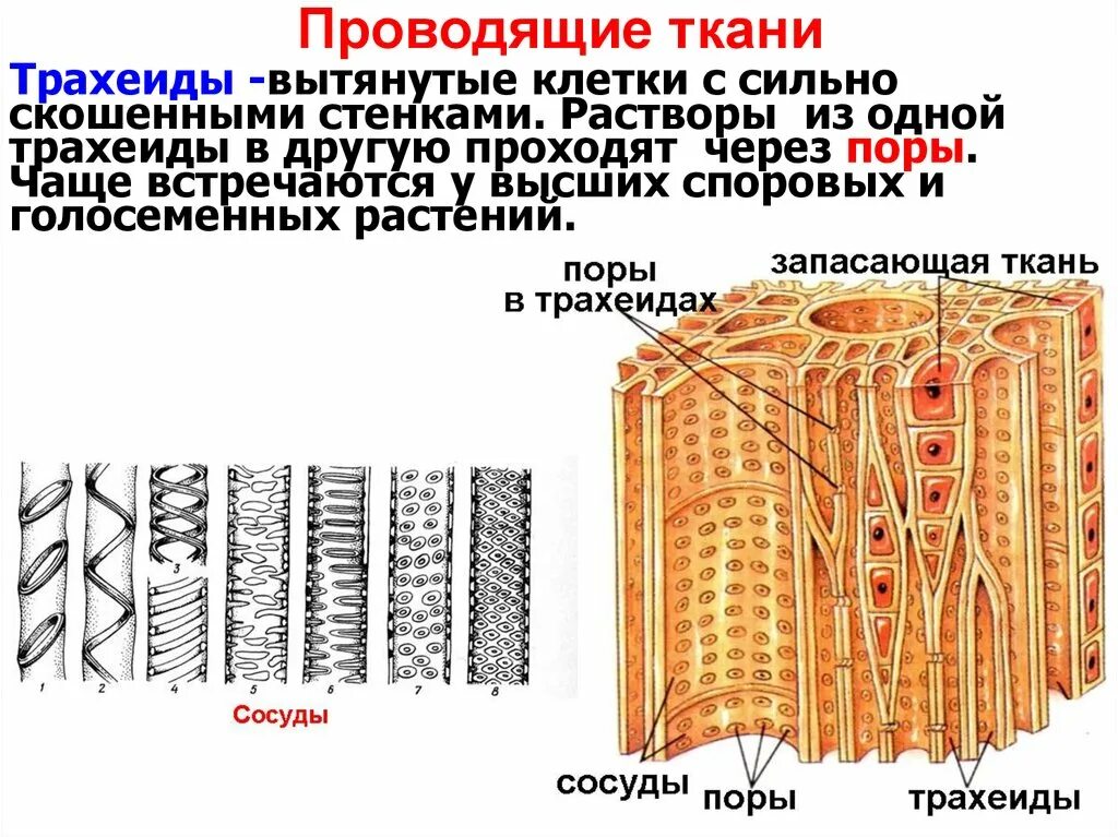Трахеиды Проводящая ткань. Проводящая ткань растений трахеиды. Трахеиды проводящей ткани растений. И трахеиды древесины (Ксилема).. Сильно вытянутые клетки