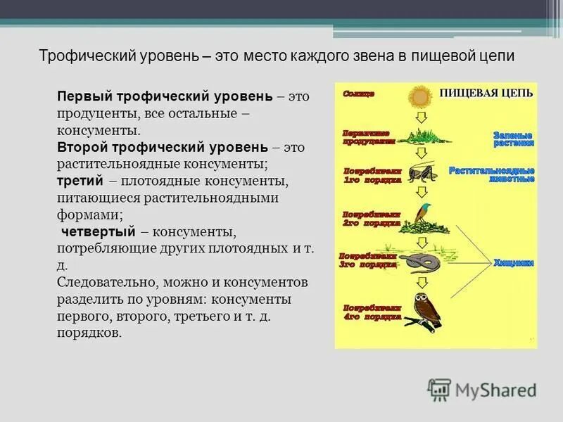 Каждое последующее звено пищевой цепи