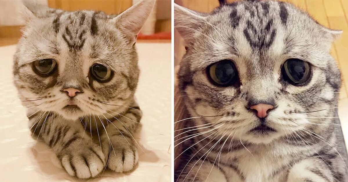 Расстроенный котик. Грустный. Печальный кот. Одинокий человек. Грустная кошка.