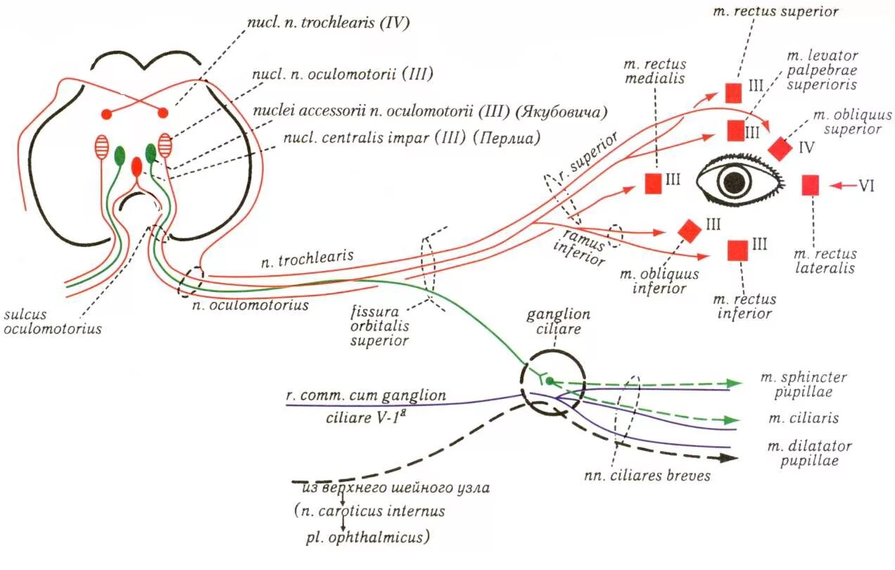 Ix пара черепных нервов. Черепные нервы 12 пар. Пары черепных нервов названия. Пары черепных нервов названия. 12 пар черепных нервов иннервация.
