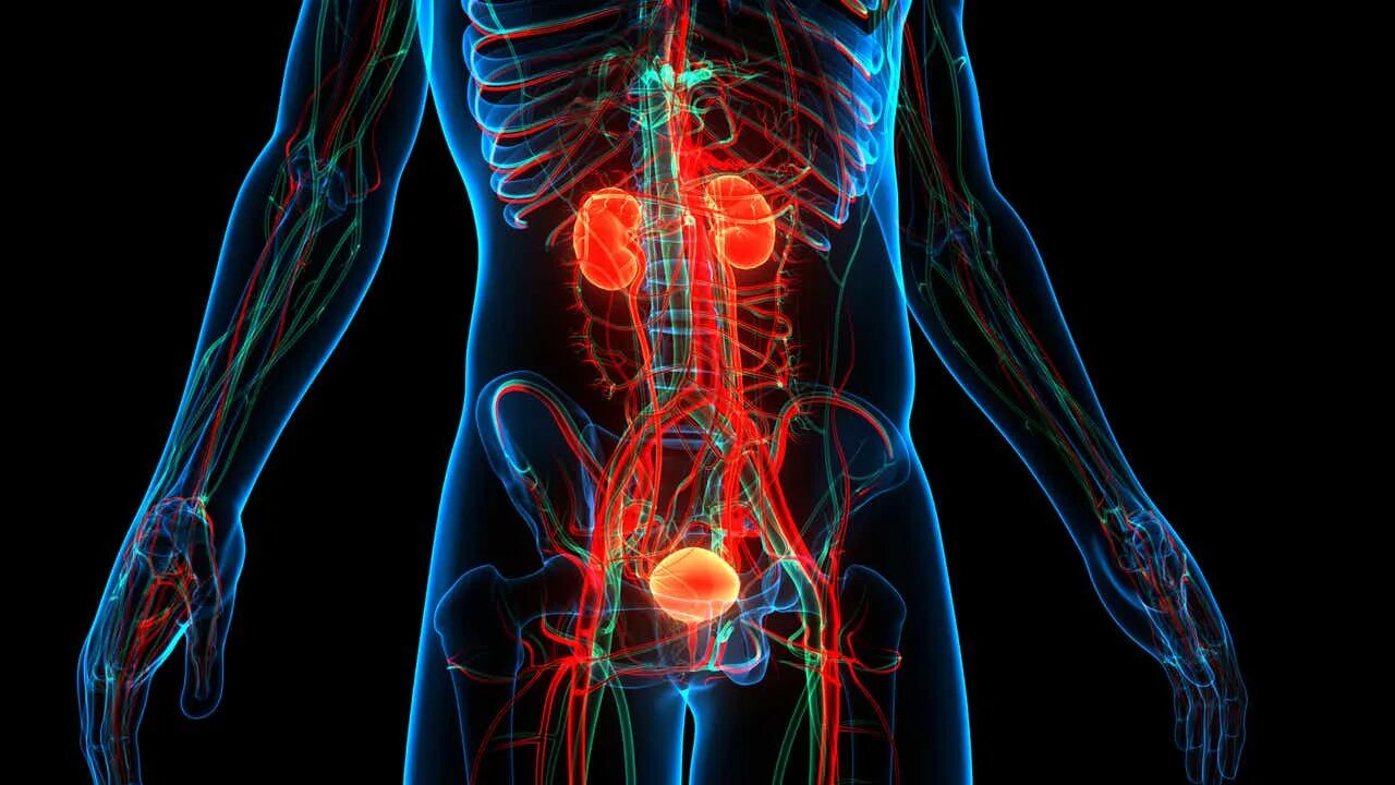 Pin de Heidi em Health-Kidney problems Sistema urinario, Sistemas, Radiologia